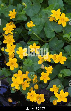 Marsh-Marigold / Sumpfdotterblumen (Caltha Palustris Subspecies Palustris) in Blüte Stockfoto