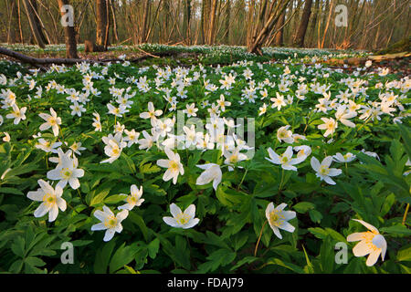 Holz-Anemonen (Anemone Nemorosa) in Buchenwald im Frühjahr blühen Stockfoto