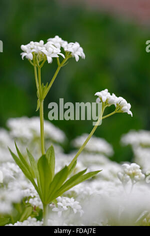 Sweetscented Labkraut / Waldmeister (Galium Odoratum / Asperula Odorata) in Blüte Stockfoto