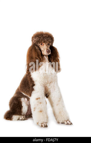 Harlekin Pudel (Canis Lupus Familiaris) Porträt vor weißem Hintergrund Stockfoto