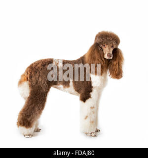Harlekin Pudel (Canis Lupus Familiaris) Porträt vor weißem Hintergrund Stockfoto