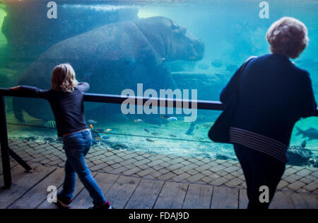 Menschen beobachten, ein Nilpferd, Hippopotamus Amphibius. Bioparc.Valencia, Spanien. Stockfoto