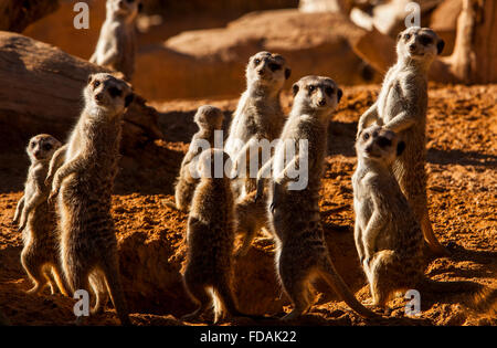 Erdmännchen oder Suricate (Suricata Suricatta). Bioparc.Valencia, Spanien. Stockfoto