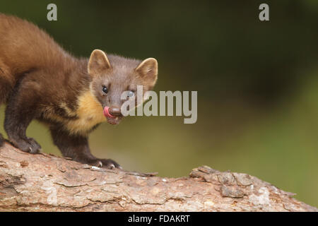 Erwachsene weibliche Baummarder (Martes Martes) auf gefallenen Scots Kiefer. Highland. Schottland. Stockfoto