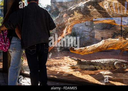 Paar eine Nil-Krokodil, Crocodilus Niloticus zu beobachten. Bioparc.Valencia, Spanien Stockfoto