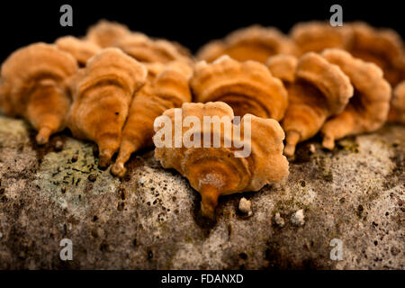 Kleine orange Pilze auf den Baumstamm Stockfoto