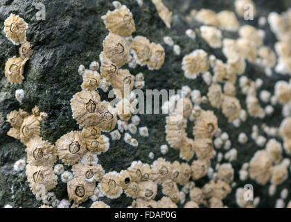 Full-Frame-Nahaufnahme von weißen Seepocken auf einem schwarzen Felsen bei Ebbe, Schottland freigelegt Stockfoto
