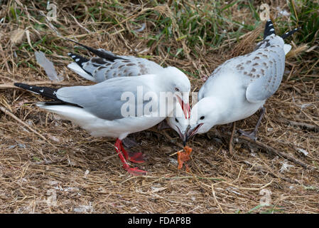 Neuseeland, Südinsel, Dunedin, Otago Peninsula. Rot-billed Gull erbrechend Fisch für junge Küken. Stockfoto