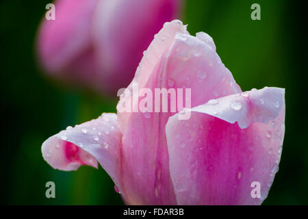 Rosa Tulpe in Wassertröpfchen bedeckt. Stockfoto