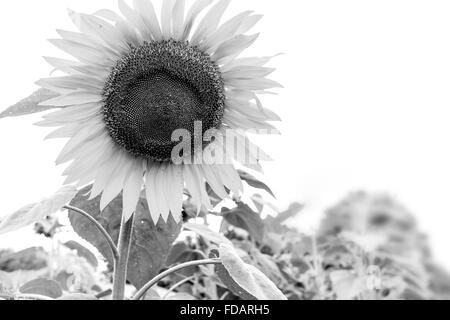 Schwarz & Sonnenblume Blume weiß Stockfoto