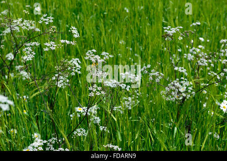 Anthriscus Sylvestris Ravenswing lila Blätter Laub weiße Blumen Kuh Petersilie Blume Blüte mehrjährige Parsleys RM Floral Stockfoto