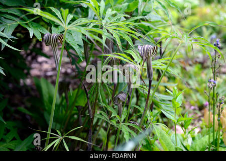 Arisaema Consanguineum Holz Wald Schatten schattige schattigen Garten Gartenarbeit architektonische Blattpflanze RM Floral Stockfoto