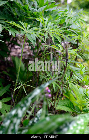 Arisaema Consanguineum Holz Wald Schatten schattige schattigen Garten Gartenarbeit architektonische Blattpflanze RM Floral Stockfoto