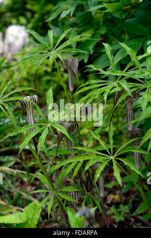Arisaema Consanguineum Holz Wald Schatten schattige schattigen Garten Gartenarbeit architektonische Blattpflanze RM Floral Stockfoto