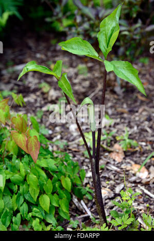 Arisaema Triphyllum Jack in der Kanzel Holz Wald Schatten schattige schattigen Garten Gartenarbeit Laub architektonische Werk RM Floral Stockfoto