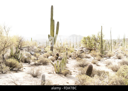 Wüste-Szene in Baja California, Mexiko Stockfoto