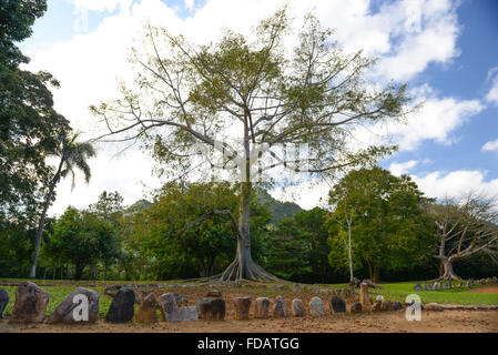 Majestätischen Baum und jeder Stein geschnitzt Petroglyphen in Caguana Eingeborene zeremonielle Mitte. Utuado, Puerto Rico. Karibik-Insel. Stockfoto