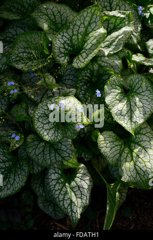 Brunnera Macrophylla Jack Frost Telekie Brunnera sibirischen Bugloss bunte Laub Blätter Schatten schattige schattiert RM Floral Stockfoto