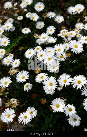 Celmisia Lindsayi Lindsay Gänseblümchen Gänseblümchen kleine weiße Blume Blumen blühfreudig mehrjährige Pflanze RM Floral Stockfoto