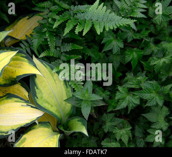 Dryopteris Filix-Mas Hosta Orangenmarmelade Filipendula Palmata Göteborg grüne Laub Blätter Schatten schattige schattigen Bepflanzung Schema Stockfoto