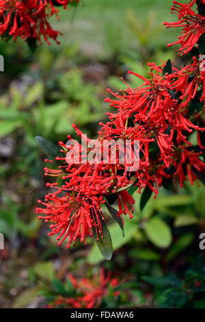 Embothrium coccineum chilenischen Feuer Bush rot orange Blumen blühender Strauch Sträucher Baum Bäume Exotische RM Floral Stockfoto