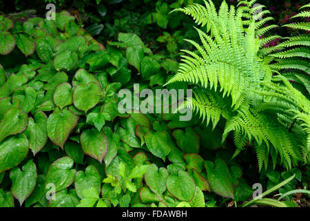 Epimedium Dryopteris Filix-Mas Laub Blätter Schatten schattige schattiert Pflanzen Schema grüne Bodendecker RM floral Stockfoto