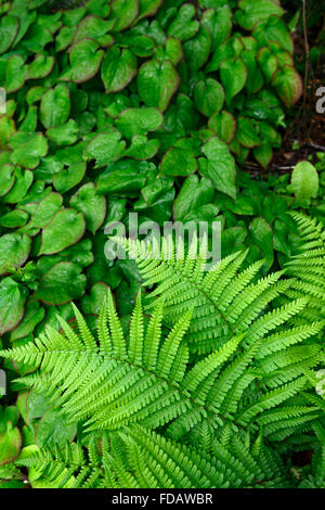 Epimedium Dryopteris Filix-Mas Laub Blätter Schatten schattige schattiert Pflanzen Schema grüne Bodendecker RM floral Stockfoto