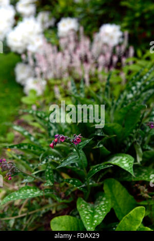 Pulmonaria Rubra Bowles rote Lungenkraut Closeup Pflanze Porträts Stauden rote Blumen Frühling RM Floral Stockfoto