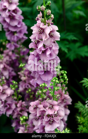 Königskerzen Lavendel Lass Königskerze lila Blumen Blume Königskerzen mehrjährige Stauden blühen im Sommer RM Floral Stockfoto