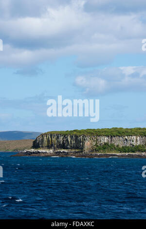 Neuseeland, Auckland-Inseln, unbewohnte Inselgruppe im südlichen Pazifik. Südlichen Meer-Blick auf den Klippen am Enderby. Stockfoto