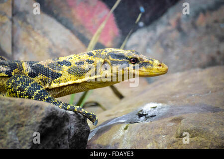 Philippinischen Wasser-Monitor (Varanus Cumingi) Stockfoto