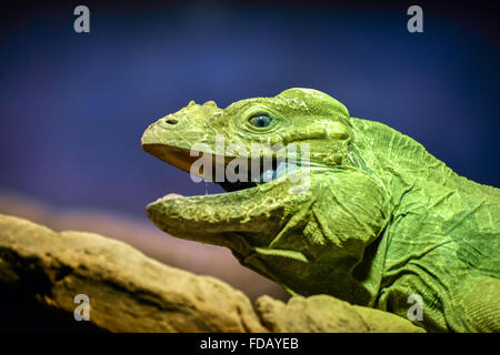 Grüner Leguan (Iguana Iguana) Stockfoto