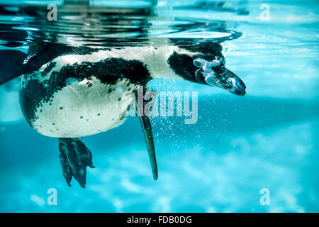 Humboldt-Pinguin (Spheniscus Humboldti) Stockfoto