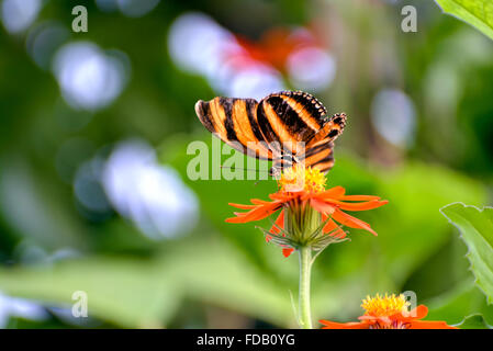 Orange Tiger Schmetterling (Dryadula Phaetusa) Stockfoto