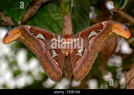 Atlas-Motte (Attacus Atlas) Stockfoto