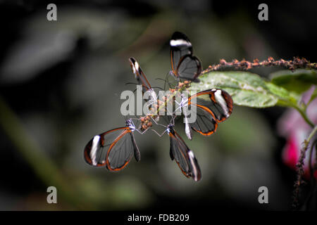 Glasswinged Schmetterlinge (Greta Oto) Stockfoto