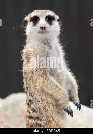 Erdmännchen auf Wache Stockfoto