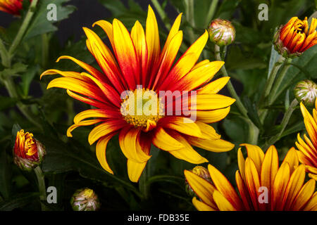 Gazanien ist eine Gattung von Blütenpflanzen in der Familie Asteraceae, ursprünglich aus Südafrika.  Sie produzieren große, Gänseblümchen-wie comp Stockfoto