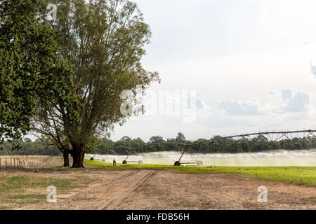 Eine seitliche verschieben Bewässerungssystem, manchmal genannt ein Linear bewegen, Wheelmove oder Seite Rollen System, Bewässerung von Pflanzen in Australien. Stockfoto