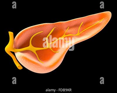 Querschnitt der menschlichen Bauchspeicheldrüse, zeigt den Pankreasgang, Computer Artwork. Stockfoto