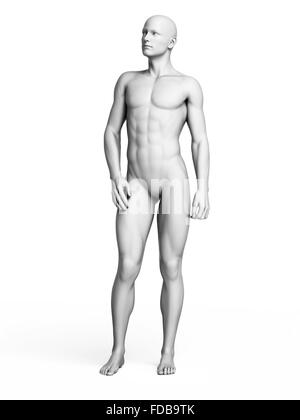 Anatomie eines Mannes stehend, Abbildung. Stockfoto