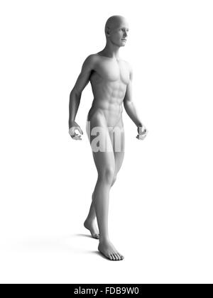 Anatomie eines Mannes stehend, Abbildung. Stockfoto