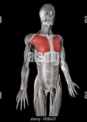 Menschlichen Brustmuskulatur (Pectoralis großen), Illustration. Stockfoto