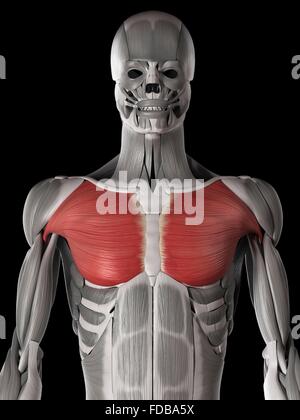 Menschlichen Brustmuskulatur (Pectoralis großen), Illustration. Stockfoto