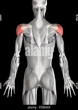 Menschlichen Schulter Muskulatur (Deltamuskel), Illustration. Stockfoto