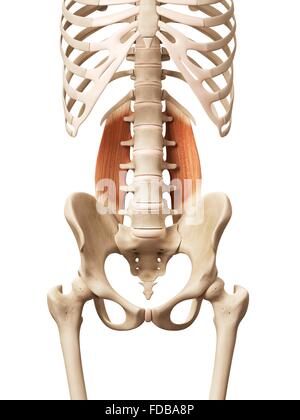 Menschliche Muskeln (Quadratus Lumborum), Illustration. Stockfoto