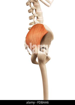 Menschliche Muskeln (Gluteus Medius), Illustration. Stockfoto