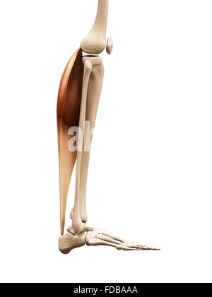 Menschliches Beinmuskeln (Gastrocnemius), Illustration. Stockfoto