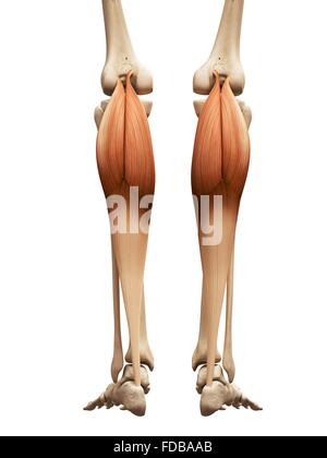 Menschliches Beinmuskeln (Gastrocnemius), Illustration. Stockfoto