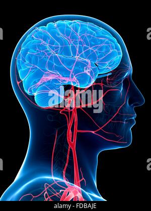 Menschliche Gehirn und Arterien des Kopfes, Abbildung. Stockfoto